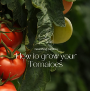 Com cultivar els tomàquets a l'interior per a un any de collita fresca - ronda