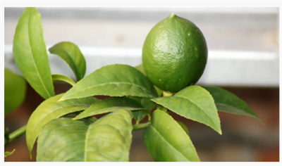 Com cultivar un arbre de calç en una olla: 4 coses per fer -se bé per als arb...