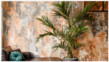 Per què la meva palmera interior es torna groga? 5 Possibles motius i solucio...