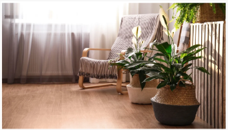 5 llocs per no conrear mai un lliri de pau: els experts de la plantilla ho ad...