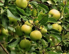 Quin fertilitzant fa que la fruita sigui més gran? Augmenta els rendiments de...