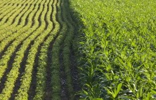 Com protegir la vostra inversió en nitrogen