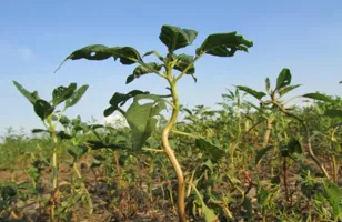 La crisi de resistència metabòlica a les males herbes s'acumula a tot el Hear...