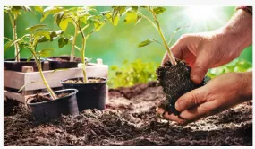 True Organic s'expandeix als sòls de venda al detall amb una nova col·lecció ...