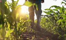 La investigació genètica, la tecnologia drone i el biocontrol lideren nous de...