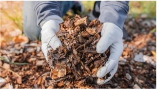 Els investigadors van descobrir que el compost i el biochar podrien millorar ...