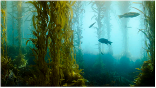 El biocombustible Kelp aviat podria alimentar els nostres cotxes i avions